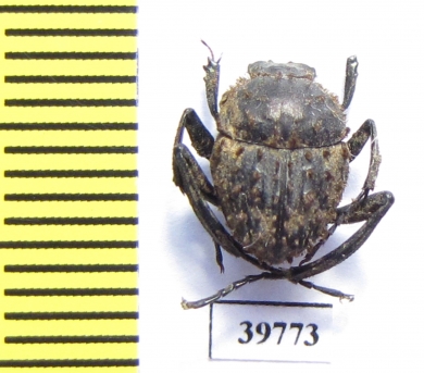 Sisyphus sp.  South Africa Rep. - INSECTS-STORE.RU