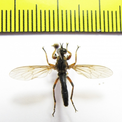 Asilidae sp.  South Africa Rep.  - INSECTS-STORE.RU