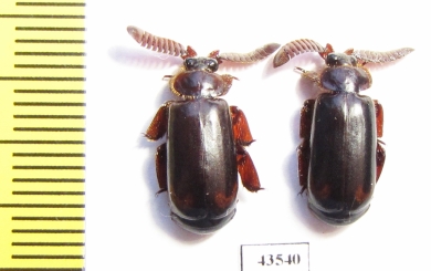 Paussinae sp.  South Africa Rep. - INSECTS-STORE.RU