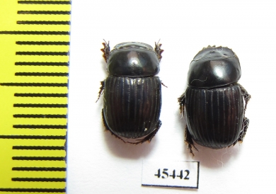 Scarabaeinae sp.  Peru - INSECTS-STORE.RU