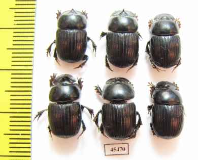 Scarabaeinae sp.  Peru - INSECTS-STORE.RU