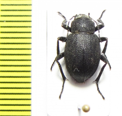 Lasiostola hirta  Uzbekistan - INSECTS-STORE.RU