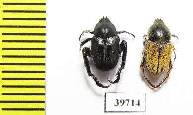 Hopliini sp., pair  South Africa Rep. - INSECTS-STORE.RU