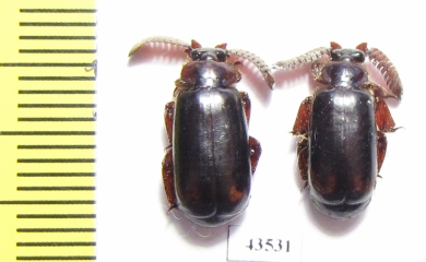 Paussinae sp.  South Africa Rep. - INSECTS-STORE.RU