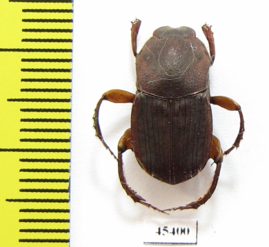 Eurysternus sp.  Peru - INSECTS-STORE.RU