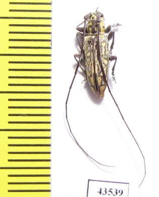 Cerambycidae sp.  South Africa Rep. - INSECTS-STORE.RU