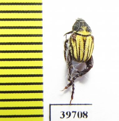 Hopliini sp.  South Africa Rep. - INSECTS-STORE.RU
