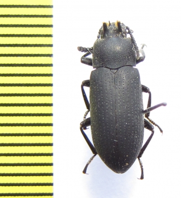 Toxicum sp.  Thailnad - INSECTS-STORE.RU