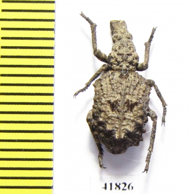 Curculionidae sp.  Zambia - INSECTS-STORE.RU