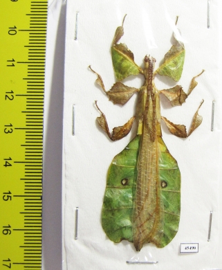 Phyllium pulchrifolium, male  Indonesia, Java - INSECTS-STORE.RU