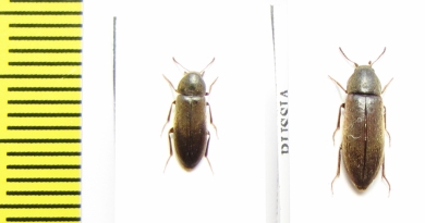 Xylita laevigata  Russia, Tver reg. - INSECTS-STORE.RU