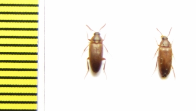 Hallomenus binotatus  Russia, Tver reg. - INSECTS-STORE.RU
