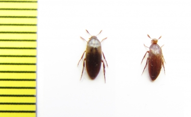 Orchesia micans  Russia, Tver reg. - INSECTS-STORE.RU