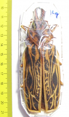 Macrodontia cervicornis, female  Peru 109mm  - INSECTS-STORE.RU