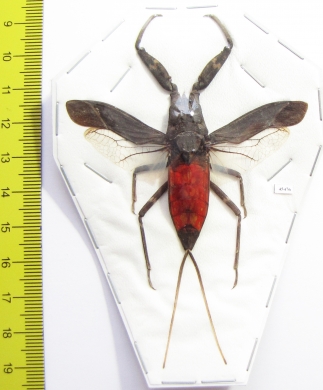 Nepa rubra  Indonesia, Java - INSECTS-STORE.RU