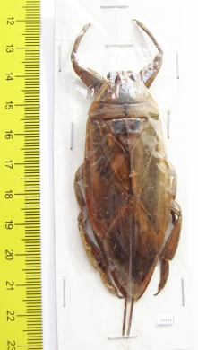 Lethocerus indicus  Indonesia, Java - INSECTS-STORE.RU