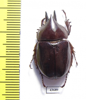Aegopsis bolboceridus  Brasilia - INSECTS-STORE.RU