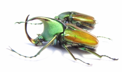 Theodosia magnifica, pair  Indonesia, Kalimantan 30mm - INSECTS-STORE.RU