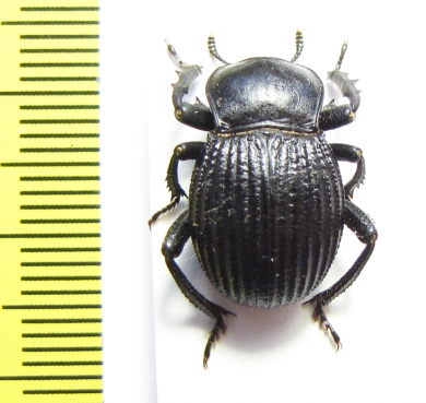 Gonopus sp.  Namibia - INSECTS-STORE.RU