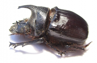 Heliocopris felschei  Tanzania 45mm - INSECTS-STORE.RU