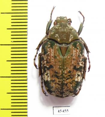 Pseudinca incoides  Cameroon - INSECTS-STORE.RU