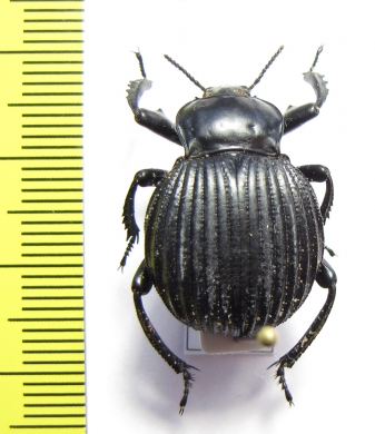 Gonopus sp.  Angola - INSECTS-STORE.RU