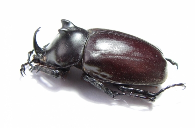 Eupatorus endoi  Vietnam - INSECTS-STORE.RU