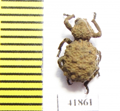 Brachyceridae sp.  Zambia - INSECTS-STORE.RU
