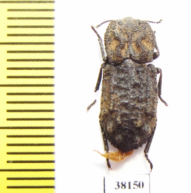 Zopheridae sp.  Mexico - INSECTS-STORE.RU