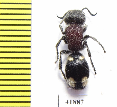 Mutillidae sp.  Zambia - INSECTS-STORE.RU