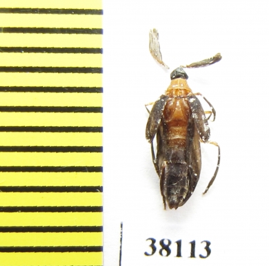 Ripiphoridae sp.  Thailand - INSECTS-STORE.RU