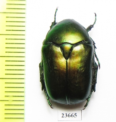 Protaetia ungarica ? armeniaca  Iran, Mazandaran prov. - INSECTS-STORE.RU