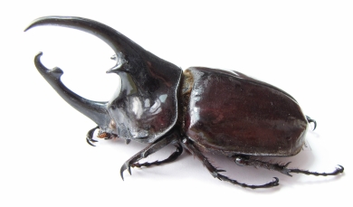 Augosoma centaurus  Cameroon 76mm - INSECTS-STORE.RU