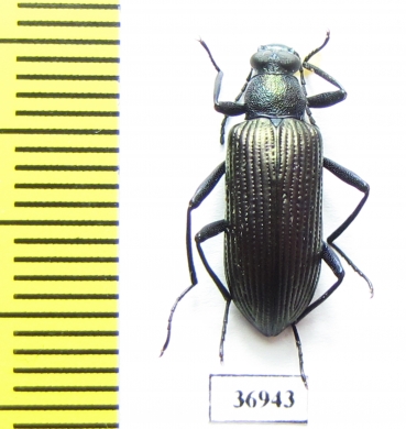 Tenebrionidae sp.  South Africa Rep. - INSECTS-STORE.RU