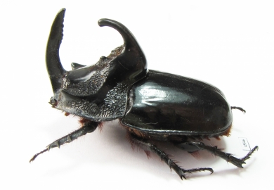 Trichogomphus simson  Indonesia, Sumatra 51mm - INSECTS-STORE.RU