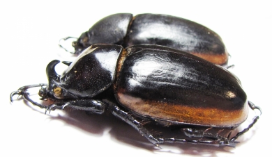 Eupatorus hardwickei cantori, pair  Myanmar 55mm - INSECTS-STORE.RU