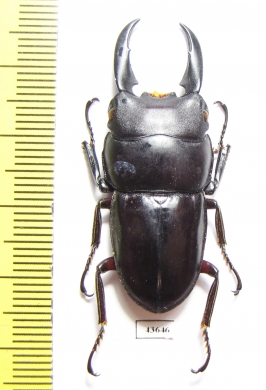 Dorcus ternatensis Indonesia, Halmahera isl.  42mm - INSECTS-STORE.RU