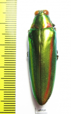 Chrysochroa rajah thailandica  Thailand - INSECTS-STORE.RU