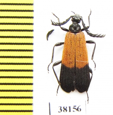 Pyrochroidae sp.  Indonesia, Kalimantan - INSECTS-STORE.RU