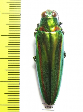 Chrysochroa rajah thailandica  Thailand - INSECTS-STORE.RU
