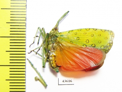 Saiva cardinalis  Thailand - INSECTS-STORE.RU