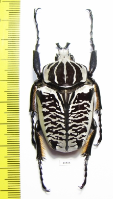 Goliathus albosignathus albosignathus  Zambia  53mm - INSECTS-STORE.RU