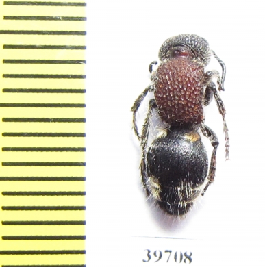 Mutillidae sp.  Zambia - INSECTS-STORE.RU