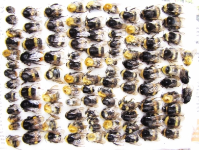 Bombus sp.  Russia, Tver reg. - INSECTS-STORE.RU