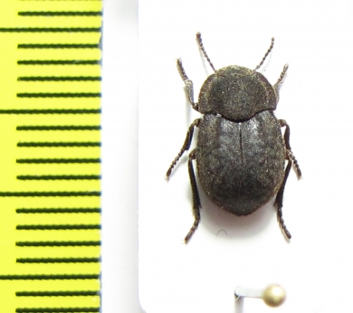 Asida minuta  Spain - INSECTS-STORE.RU