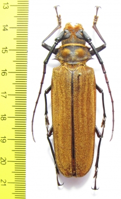 Orthomegas fragosoi  Costa Rica 67mm - INSECTS-STORE.RU