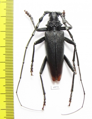 Cerambyx cerdo acuminatus, male  Russia, Krasnodar reg.  - INSECTS-STORE.RU