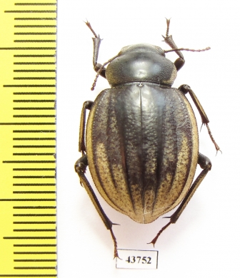 Pimelia senegalensis  Senegal - INSECTS-STORE.RU