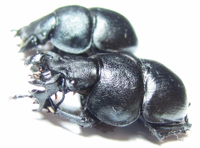 Lethrus kiritshenkoi, pair  Tajikistan - INSECTS-STORE.RU