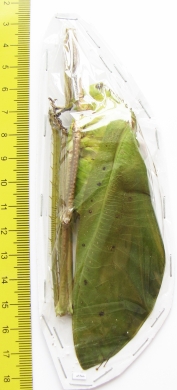Arachnacris corporalis, male  Malaysia - INSECTS-STORE.RU
